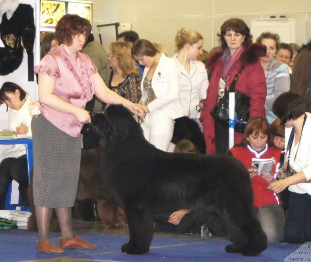 Фото: ньюфаундленд Aquatoriya Kelvin Impressa (Акватория Келвин Импресса)
