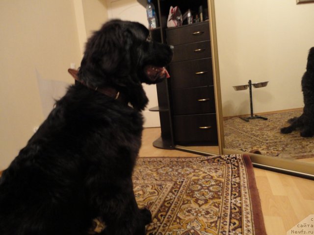 Фото: ньюфаундленд Smigar Vasabi Boy (Смигар Васаби Бой)