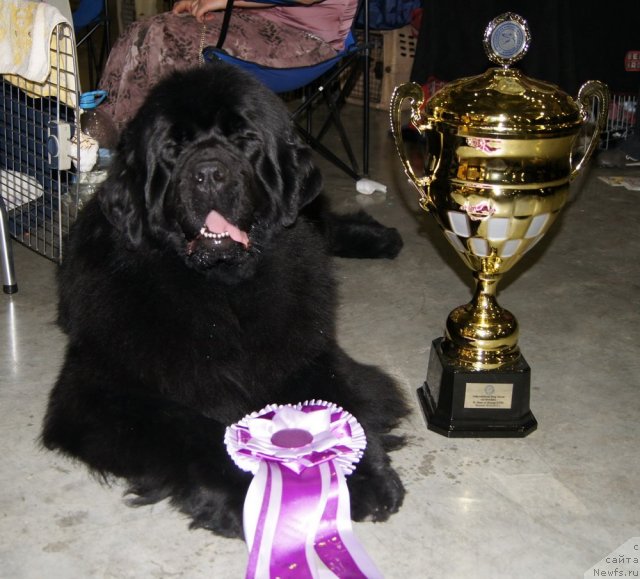 Фото: ньюфаундленд Aquatoriya Kelvin Impressa (Акватория Келвин Импресса)