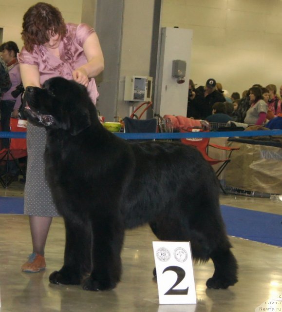 Фото: ньюфаундленд Aquatoriya Kelvin Kilimandzharo (Акватория Келвин Килиманджаро)