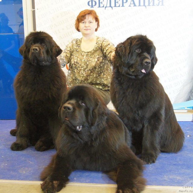 Фото: ньюфаундленд Aquatoriya Kelvin Kilimandzharo (Акватория Келвин Килиманджаро), ньюфаундленд Aquatoriya Kelvin Impressa (Акватория Келвин Импресса), ньюфаундленд Aquatoriya Kelvin Inspirit Life (Акватория Келвин Инспирит Лайф)