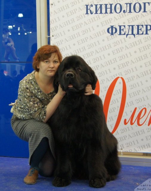 Фото: ньюфаундленд Aquatoriya Kelvin Kilimandzharo (Акватория Келвин Килиманджаро)