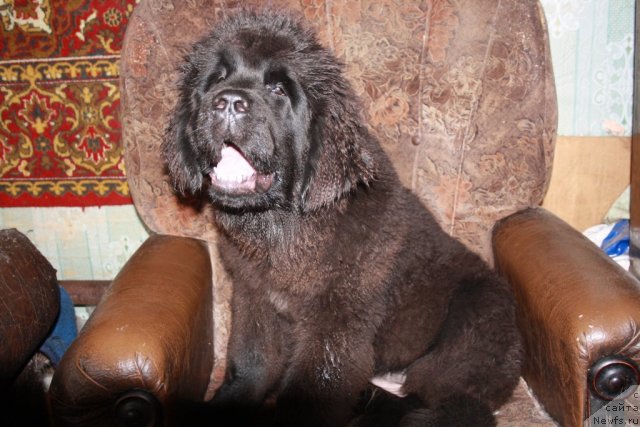 Фото: ньюфаундленд N'yufort Bay'yu Tiana (Ньюфорт Бай'ю Тиана)