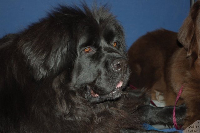 Фото: ньюфаундленд CHansi iz Zolotogo Treugol'nika (Чанси из Золотого Треугольника)