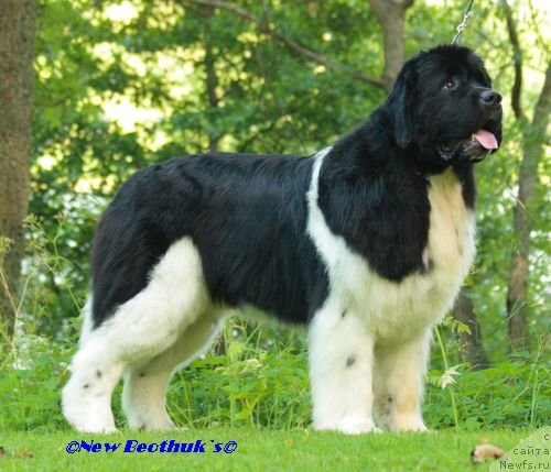 Фото: ньюфаундленд Clark Gable