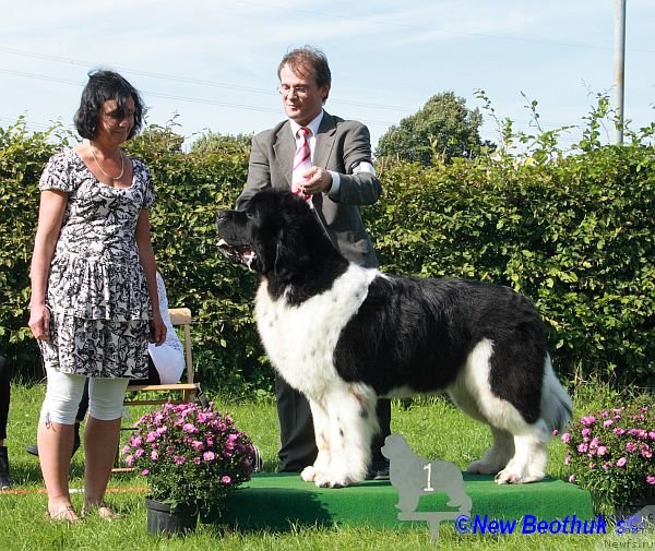 Фото: ньюфаундленд Clark Gable