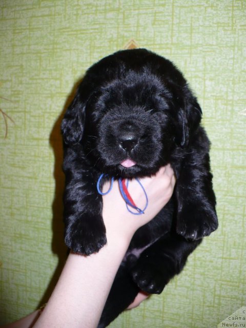 Фото: щенок от, ньюфаундленд Super Bizon Astoriya (Супер Бизон Астория), ньюфаундленд Ivan Tsarevich iz Tihogo Omuta (Иван Царевич из Тихого Омута)