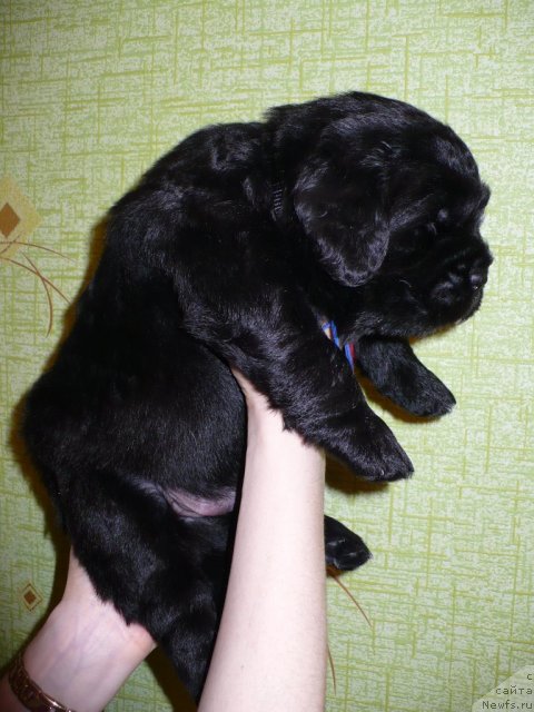 Фото: щенок от, ньюфаундленд Super Bizon Astoriya (Супер Бизон Астория), ньюфаундленд Ivan Tsarevich iz Tihogo Omuta (Иван Царевич из Тихого Омута)