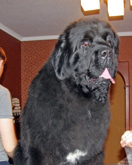 Фото: ньюфаундленд Ark Veles (Арк Велес)