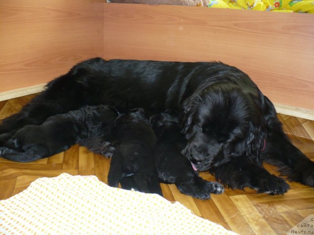 Фото: щенки, ньюфаундленд Super Bizon Astoriya (Супер Бизон Астория)