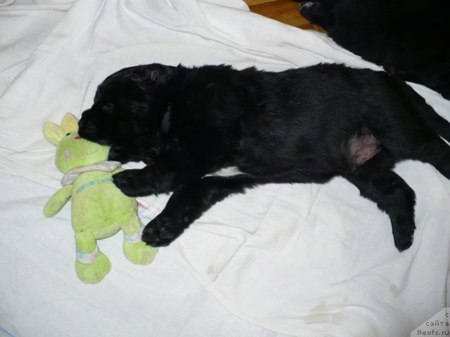 Фото: щенок от, ньюфаундленд Super Bizon Astoriya (Супер Бизон Астория), ньюфаундленд Ivan Tsarevich iz Tihogo Omuta (Иван Царевич из Тихого Омута)