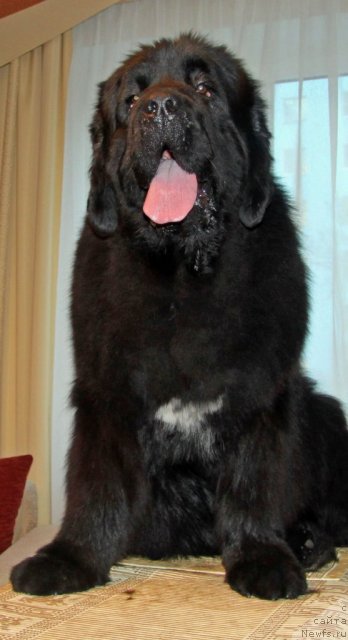 Фото: ньюфаундленд Ark Veles (Арк Велес)