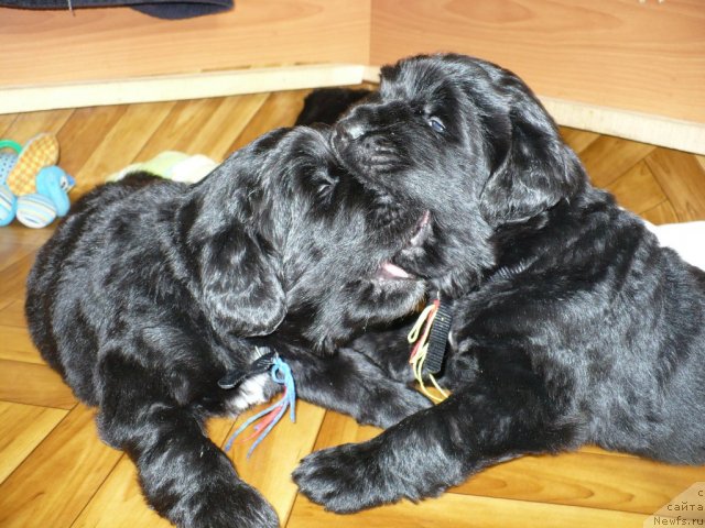 Фото: щенки от, ньюфаундленд Super Bizon Astoriya (Супер Бизон Астория), ньюфаундленд Ivan Tsarevich iz Tihogo Omuta (Иван Царевич из Тихого Омута)