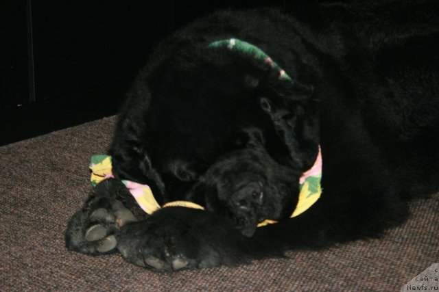 Фото: ньюфаундленд Sent Djons Oskar (Сент Джонс Оскар)