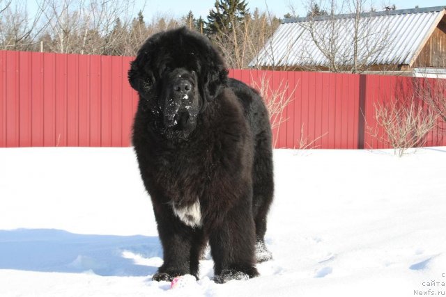 Фото: ньюфаундленд Sent Djons Oskar (Сент Джонс Оскар)