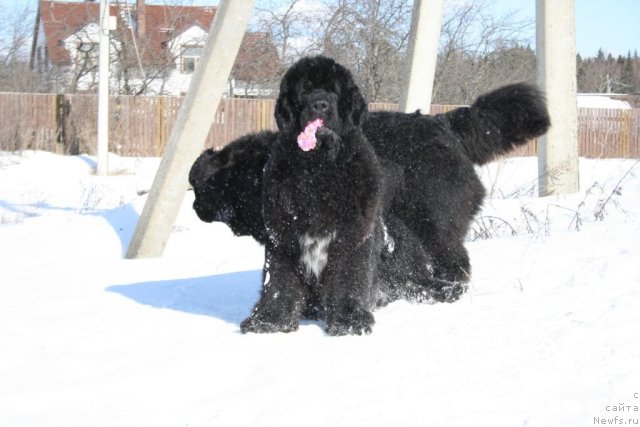 Фото: ньюфаундленд Sent Djons Oskar (Сент Джонс Оскар)