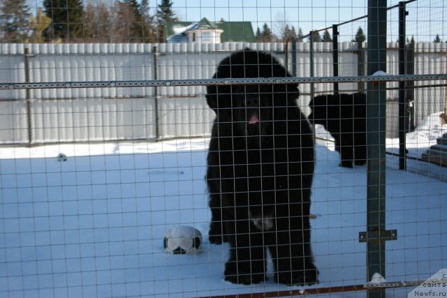 Фото: ньюфаундленд Sent Djons Oskar (Сент Джонс Оскар)