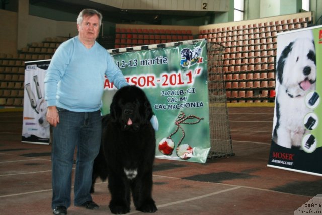 Фото: ньюфаундленд Sent Djons Oskar (Сент Джонс Оскар), Andrey Ivanov (Андрей Иванов)