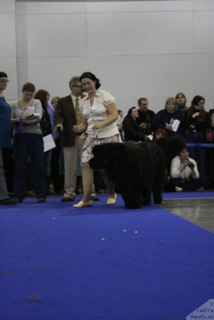 Фото: ньюфаундленд King of Helluland Just Beautiful, Irina Gornostaeva (Ирина Горностаева)