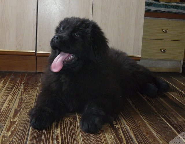 Фото: ньюфаундленд Pchyolkin Dom Ejevika (Пчёлкин Дом Ежевика)