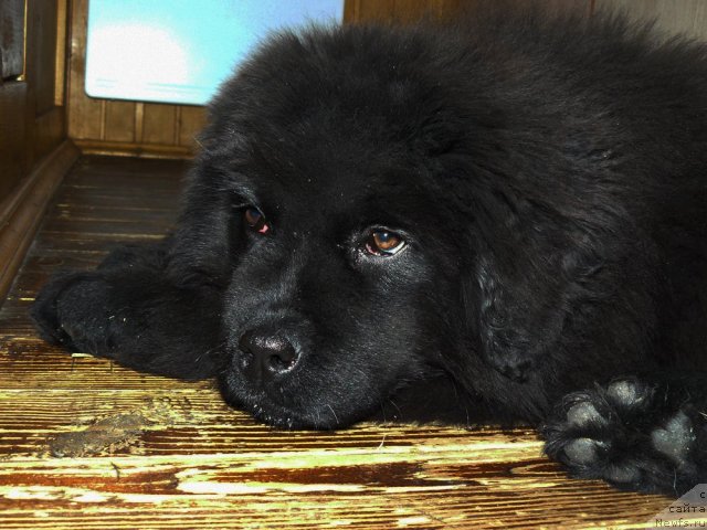 Фото: ньюфаундленд Pchyolkin Dom Ejevika (Пчёлкин Дом Ежевика)