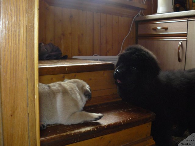 Фото: ньюфаундленд Pchyolkin Dom Ejevika (Пчёлкин Дом Ежевика)