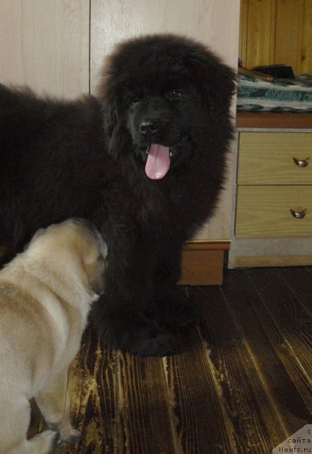 Фото: ньюфаундленд Pchyolkin Dom Ejevika (Пчёлкин Дом Ежевика)