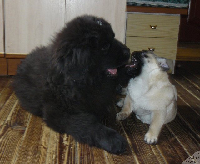 Фото: ньюфаундленд Pchyolkin Dom Ejevika (Пчёлкин Дом Ежевика)