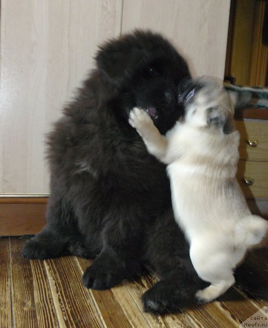 Фото: ньюфаундленд Pchyolkin Dom Ejevika (Пчёлкин Дом Ежевика)