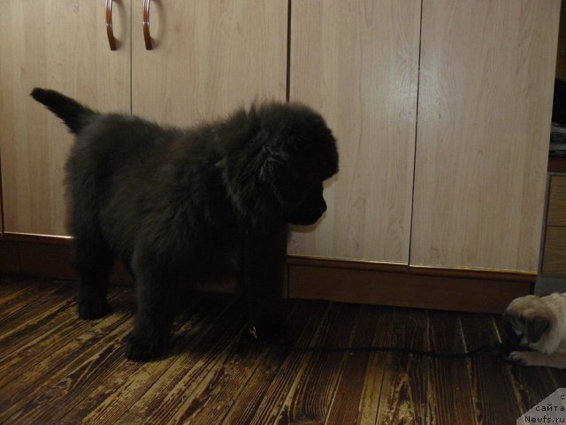 Фото: ньюфаундленд Pchyolkin Dom Ejevika (Пчёлкин Дом Ежевика)