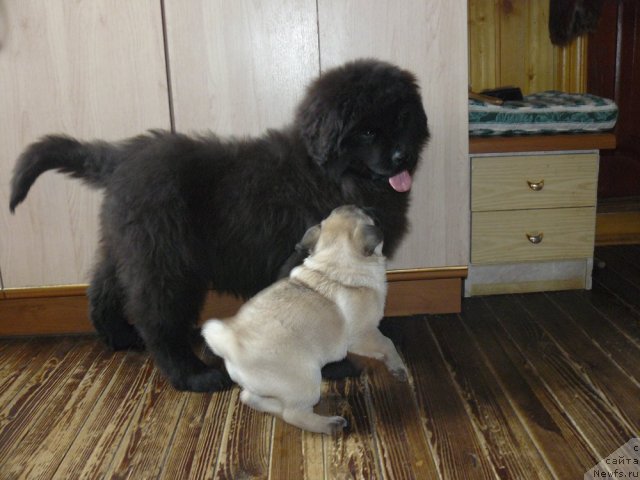 Фото: ньюфаундленд Pchyolkin Dom Ejevika (Пчёлкин Дом Ежевика)