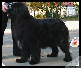 Фото: ньюфаундленд Obush SHed YEfiopiya (Обуш Шед Эфиопия)