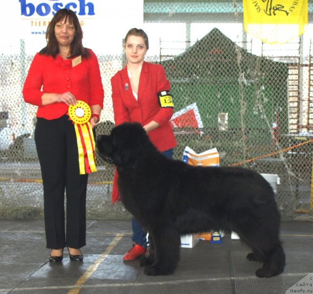 Фото: ньюфаундленд Bowaters Braveheart Nuo Ozo Kalvu, Margarita Racinene (Маргарита Рацинене)