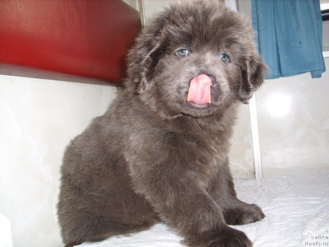 Фото: ньюфаундленд Akvamarinovaya Krasotka dlya Marleon (Аквамариновая Красотка для Марлеон)