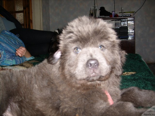 Фото: ньюфаундленд Akvamarinovaya Krasotka dlya Marleon (Аквамариновая Красотка для Марлеон)