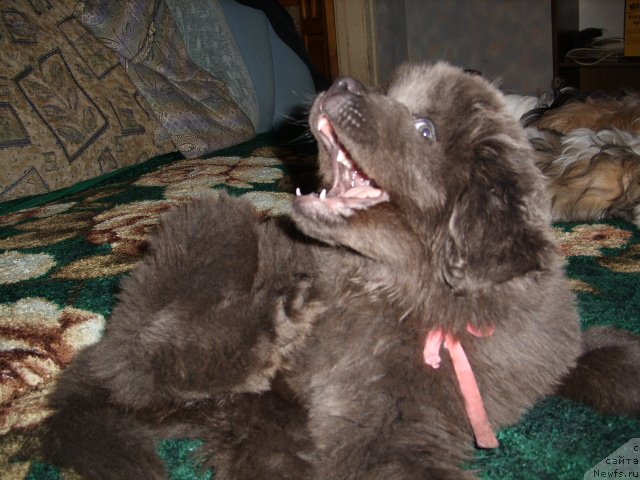 Фото: ньюфаундленд Akvamarinovaya Krasotka dlya Marleon (Аквамариновая Красотка для Марлеон)