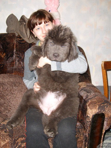 Фото: ньюфаундленд Akvamarinovaya Krasotka dlya Marleon (Аквамариновая Красотка для Марлеон)