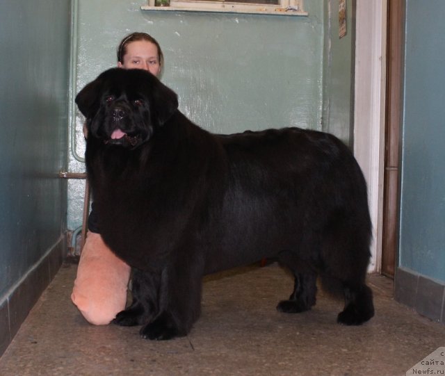 Фото: ньюфаундленд CHansi iz Zolotogo Treugol'nika (Чанси из Золотого Треугольника)