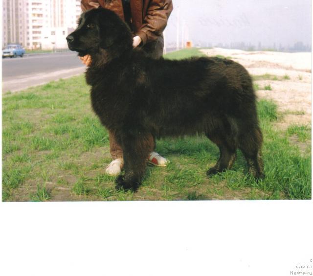 Фото: ньюфаундленд Naina (Наина)