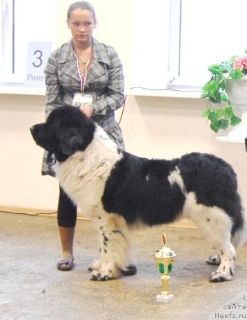 Фото: ньюфаундленд Daanich Flirt Rokoko (Даанич Флирт Рококо)