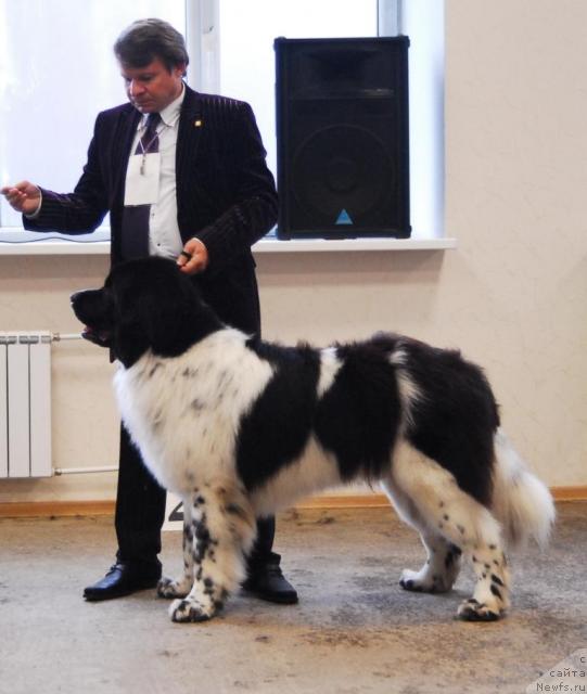 Фото: ньюфаундленд Daanich Shahmatny Oskar (Даанич Шахматный Оскар)