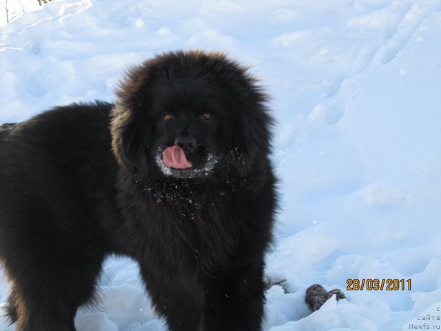 Фото: ньюфаундленд Ih Vyisochestvo Vladlena Madjiks (Их Высочество Владлена Маджикс)