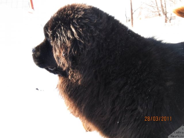 Фото: ньюфаундленд Ih Vyisochestvo Vladlena Madjiks (Их Высочество Владлена Маджикс)