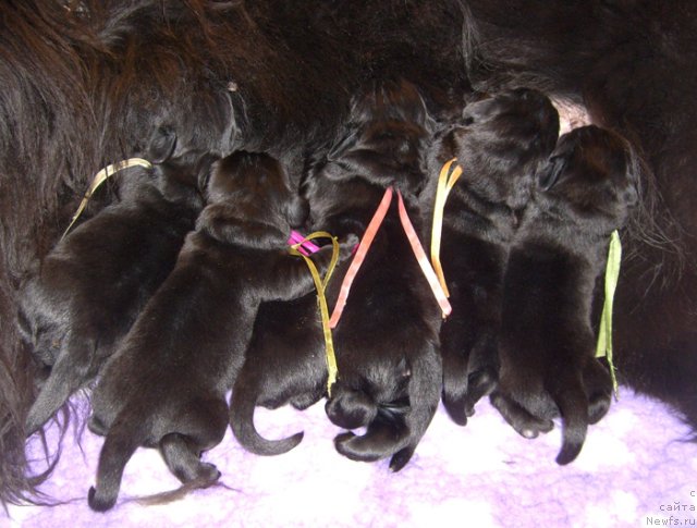 Фото: Шенки питомника 