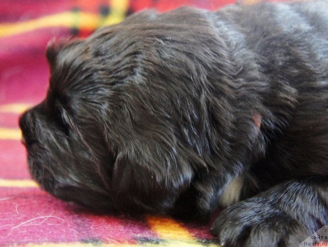 Фото: Piternyuf Edelweiss