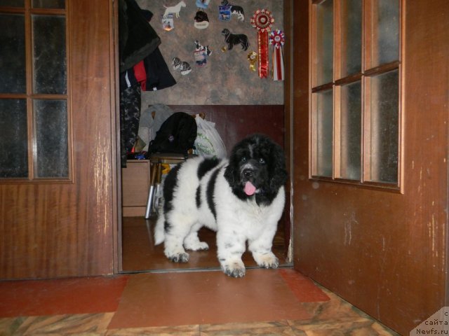 Фото: ньюфаундленд Super Bizon Ekaterinburg (Супер Бизон Екатеринбург)