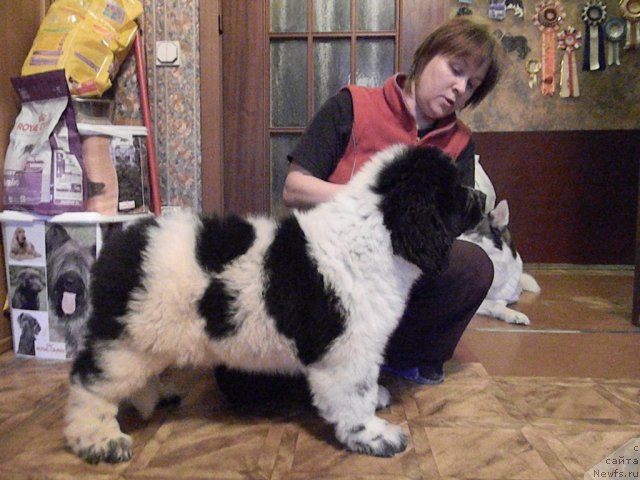 Фото: ньюфаундленд Super Bizon Ekaterinburg (Супер Бизон Екатеринбург), Nataliya Snigireva (Наталия Снигирева)