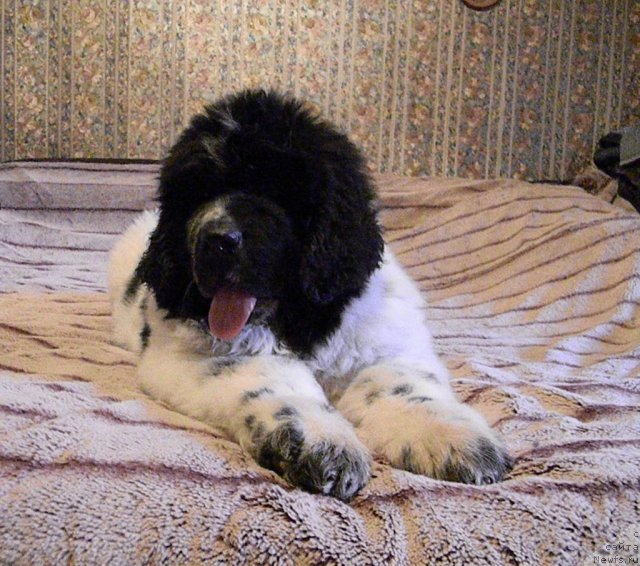 Фото: ньюфаундленд Super Bizon Ekaterinburg (Супер Бизон Екатеринбург)