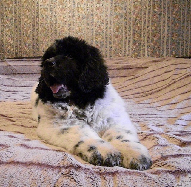 Фото: ньюфаундленд Super Bizon Ekaterinburg (Супер Бизон Екатеринбург)