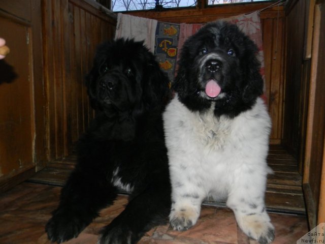 Фото: ньюфаундленд Super Bizon Ekaterinburg (Супер Бизон Екатеринбург), ньюфаундленд Super Bizon Antaliya (Супер Бизон Анталия)